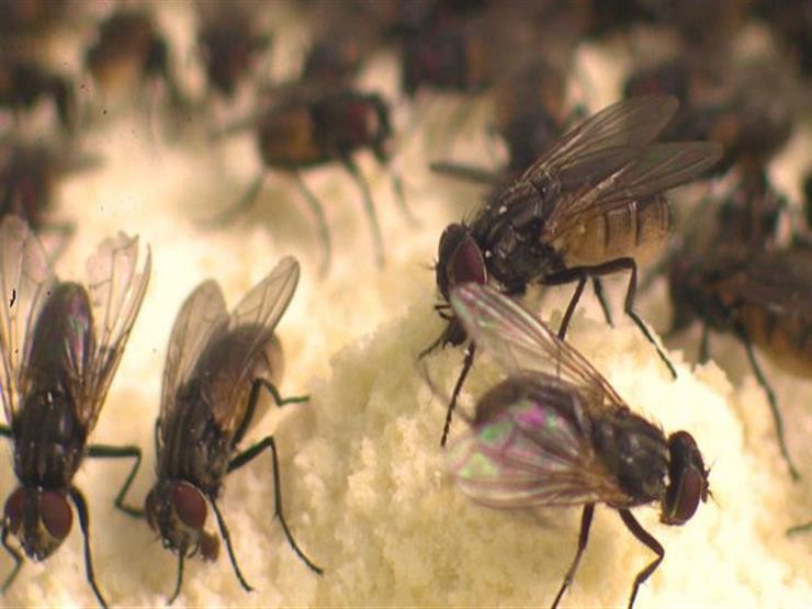 المغرب تستورد 400 مليون ذبابة - سواليف